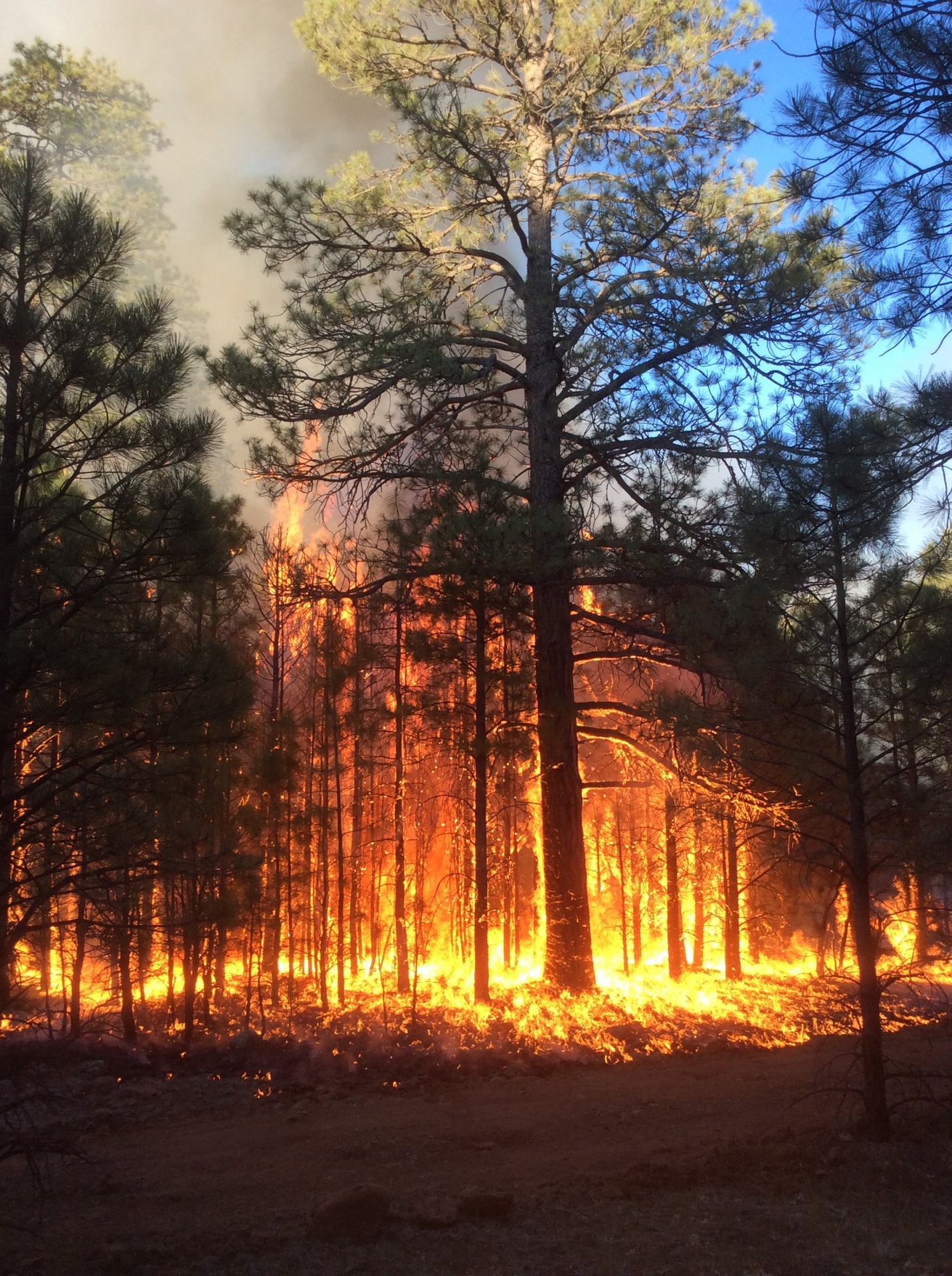 fire forest
